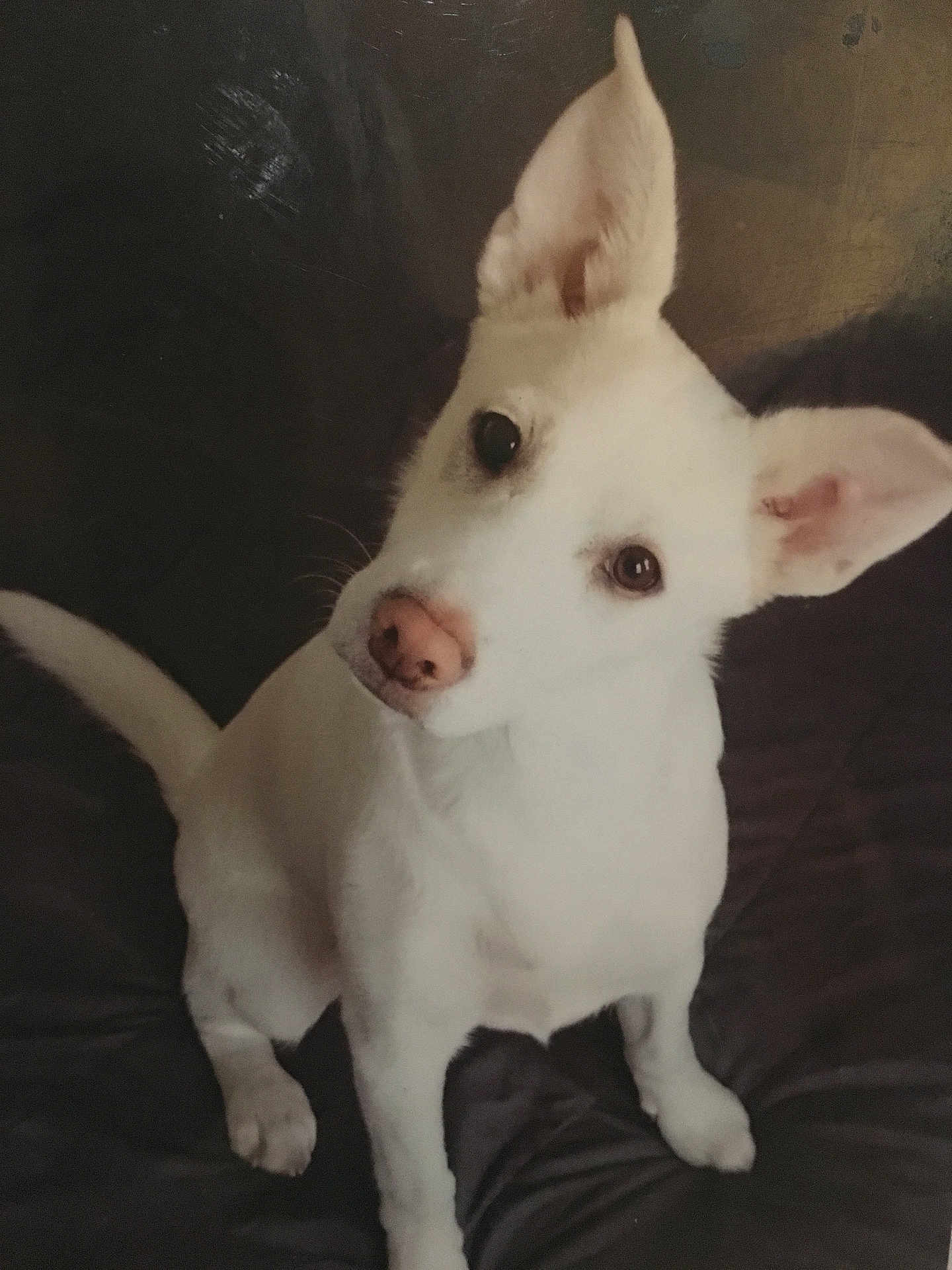 Mélisse participe au concours pour gagner de l'argent avec cette photo : dog, white_dog, pet, animal, ears, pink_nose, curious, sitting, indoor, looking_up, fur, canine, cute, companion, portrait, mammal, domestic_animal, friendly, alert, young_dog