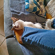 Ronaldo a rejoint le concours — aidez-le/la à gagner de superbes lots ! cat, sleeping, slipper, jeans, couch, blanket, patterned_blanket, floor, tile_floor, relaxing, pet, indoor, cozy, resting, fur, paw, home, comfort, casual, footwear