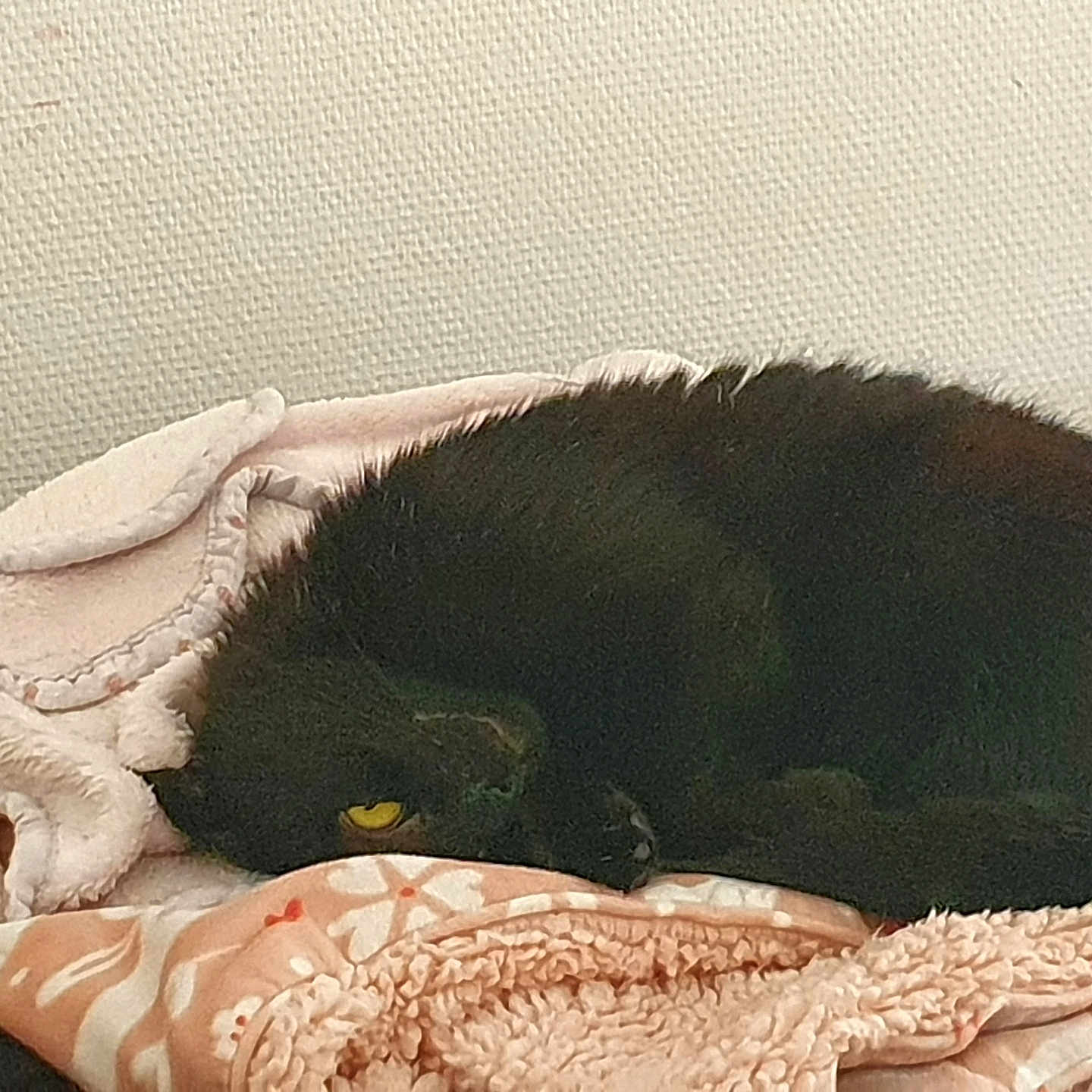 Tequila a rejoint le concours — aidez-le/la à gagner de superbes lots ! animal, black_cat, blanket, cat, comfort, cozy, curled_up, cute, fabric, fur, home, indoor, pet, pile, relaxed, resting, sleeping, soft_texture, warm_colors, yellow_eye