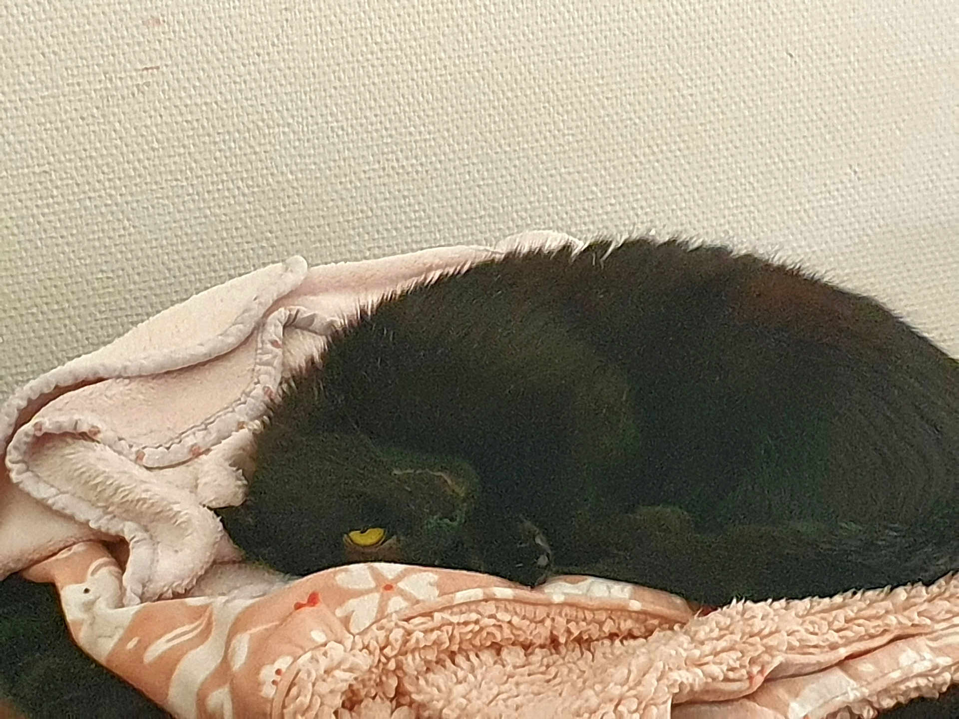 Tequila a rejoint le concours — aidez-le/la à gagner de superbes lots ! black_cat, cat, blanket, cozy, resting, yellow_eye, fur, pet, indoor, curled_up, soft_texture, warm_colors, animal, sleeping, comfort, pile, fabric, home, relaxed, cute
