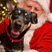 Ruby is registered to the contest to win money with this photo: black_dog, blurred_background, celebration, christmas_lights, christmas_tree, costume, cute, dog, festive, glasses, happy, holiday, holiday_spirit, indoor, person, portrait, red_collar, santa_claus, smiling_dog, white_gloves