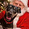 black_dog, blurred_background, celebration, christmas_lights, christmas_tree, costume, cute, dog, festive, glasses, happy, holiday, holiday_spirit, indoor, person, portrait, red_collar, santa_claus, smiling_dog, white_gloves