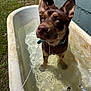 dog, brown_dog, bathtub, water, outdoor, leash, grass, wall, sunlight, drool, curious, pet, animal, canine, vintage, reflection, ears, snout, fur, paws