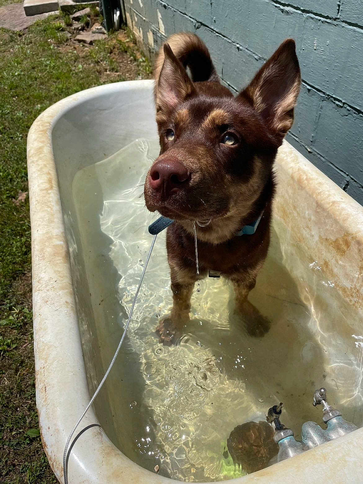 Boone joined the competition — help win amazing prizes! dog, brown_dog, bathtub, water, outdoor, leash, grass, wall, sunlight, drool, curious, pet, animal, canine, vintage, reflection, ears, snout, fur, paws