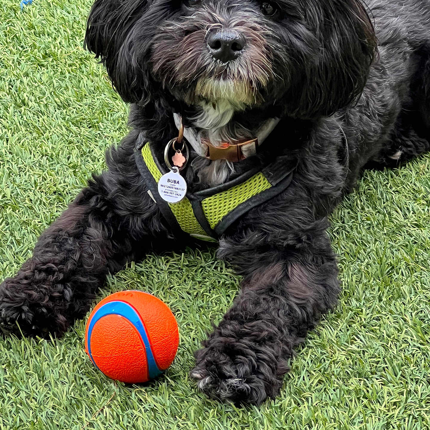 Buba joined the competition — help win amazing prizes! animal, black_dog, canine, closeup, cute, dog, domestic_animal, fur, grass, green, harness, leisure, looking, mammal, orange, outdoor, pet, playful, resting, toy_ball