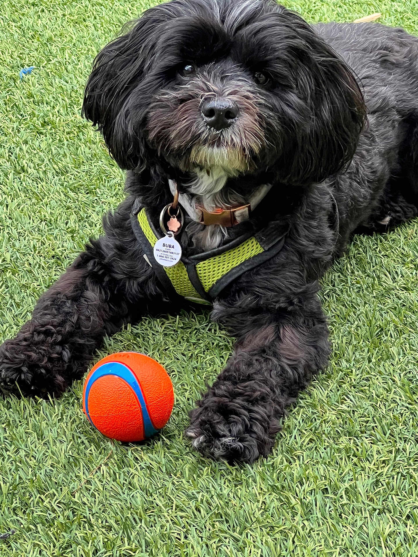 Buba joined the competition — help win amazing prizes! dog, black_dog, grass, toy_ball, pet, outdoor, animal, playful, harness, fur, cute, canine, leisure, resting, looking, closeup, mammal, domestic_animal, green, orange
