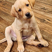 Aja joined the competition — help win amazing prizes! adorable, animal, canine, companion, cute, dog, domestic_animal, friendly, fur, golden_retriever, indoors, looking, paw, pet, playful, puppy, sitting, tilted_head, wooden_floor, young_dog