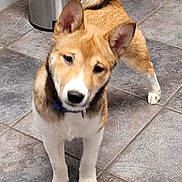 Little Boy is registered to the contest to win money with this photo: dog, puppy, tile_floor, indoor, curious, brown_fur, white_fur, ears_up, tail_curled, collar, pet, canine, household, floor_tiles, standing, looking, cute, domestic_animal, companion, animal
