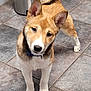 dog, puppy, tile_floor, indoor, curious, brown_fur, white_fur, ears_up, tail_curled, collar, pet, canine, household, floor_tiles, standing, looking, cute, domestic_animal, companion, animal