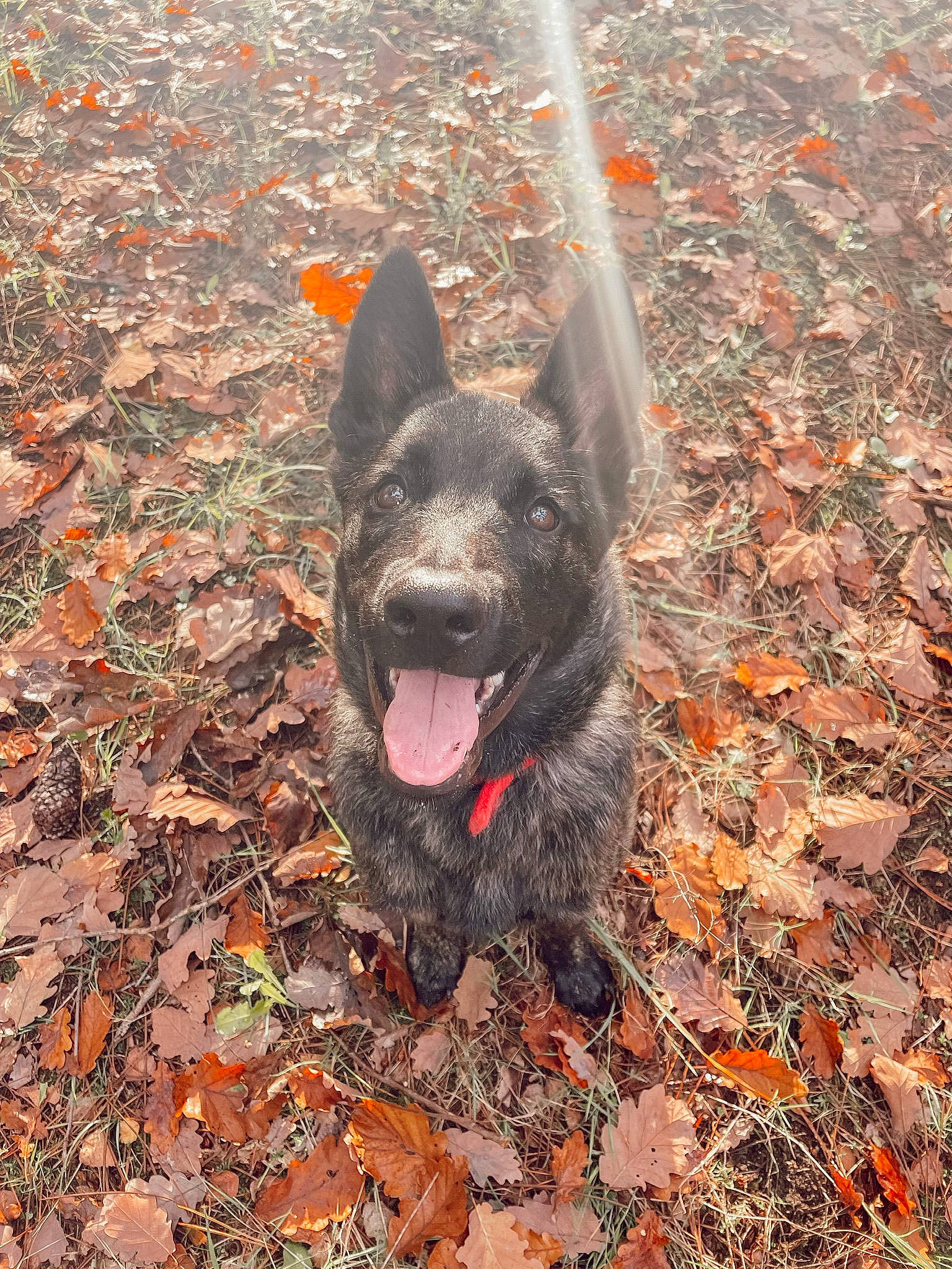 Hades a rejoint le concours — aidez-le/la à gagner de superbes lots ! autumn, carnivore, collar, dog, dog_breed, grass, hunting_dog, liver, non_sporting_group, paw, plant, road_surface, shadow, snout, soil, sporting_group, tail, terrestrial_animal, whiskers, working_animal