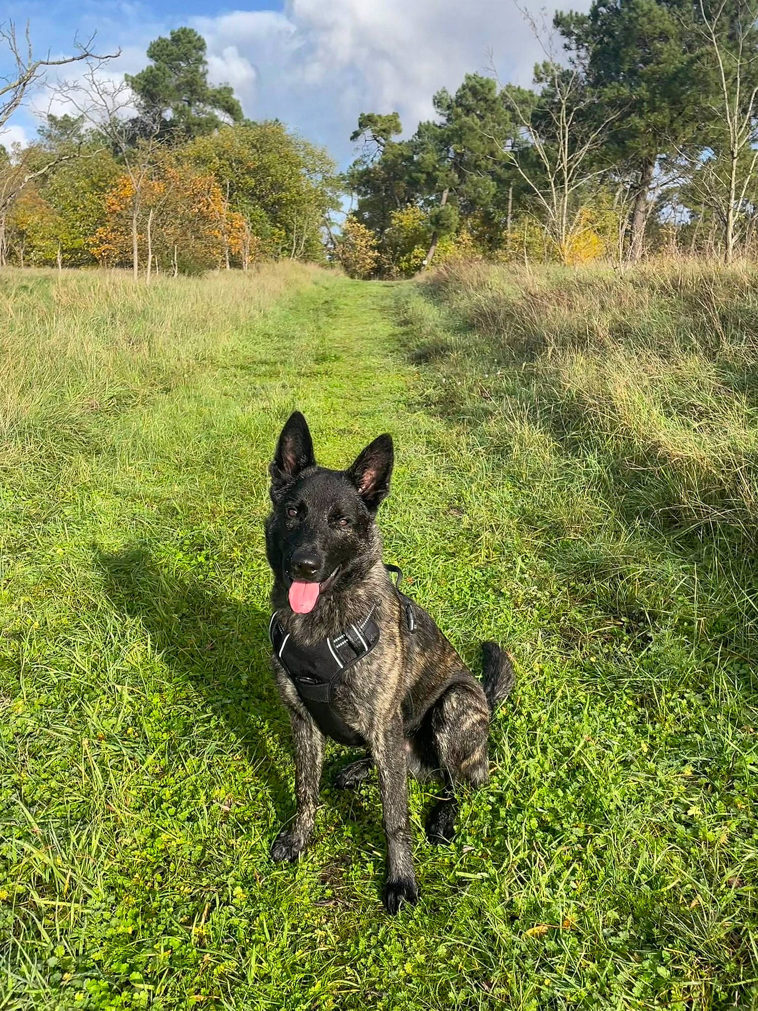 Hades a rejoint le concours — aidez-le/la à gagner de superbes lots ! canidae, carnivore, cloud, dog, dog_breed, grass, grassland, herding_dog, hunting_dog, landscape, palm_tree, pasture, plant, sky, soil, sporting_group, tail, tree, working_animal, working_dog