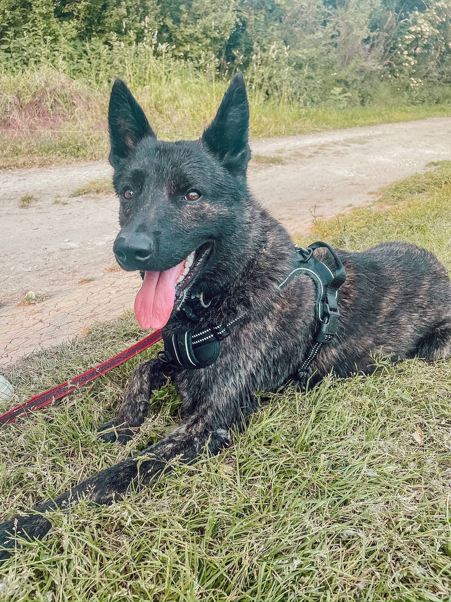 Hades participe au concours pour gagner de l'argent avec cette photo : canidae, carnivore, dog, dog_breed, grass, herding_dog, plant, sporting_group, terrestrial_animal, working_animal, working_dog