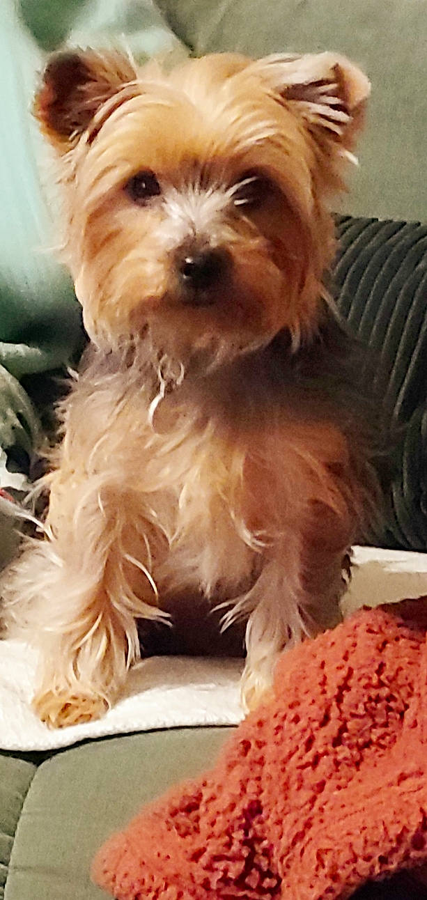 Miho a rejoint le concours — aidez-le/la à gagner de superbes lots ! biewer_terrier, canidae, carnivore, companion_dog, dog, dog_breed, dog_supply, fur, liver, maltepoo, non_sporting_group, small_terrier, snout, sporting_group, tableware, terrier, toy_dog, watch, working_animal, yorkipoo