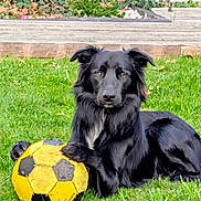 Arlo a rejoint le concours — aidez-le/la à gagner de superbes lots ! dog, black_dog, soccer_ball, grass, outdoor, pet, animal, playing, paw, toy, garden, summer, canine, leisure, resting, fur, alert, daylight, nature, sport