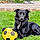 Arlo