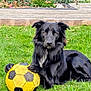 dog, black_dog, soccer_ball, grass, outdoor, pet, animal, playing, paw, toy, garden, summer, canine, leisure, resting, fur, alert, daylight, nature, sport