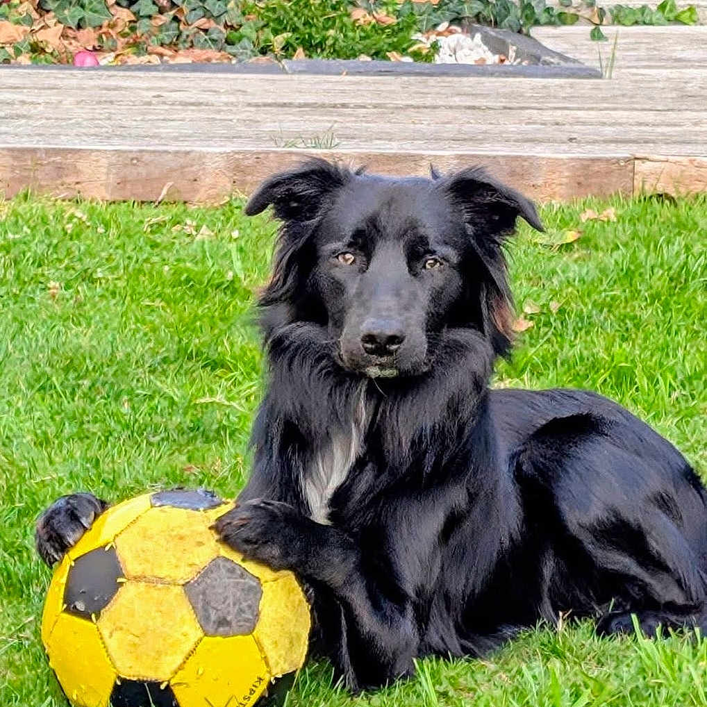 Arlo a rejoint le concours — aidez-le/la à gagner de superbes lots ! alert, animal, black_dog, canine, daylight, dog, fur, garden, grass, leisure, nature, outdoor, paw, pet, playing, resting, soccer_ball, sport, summer, toy