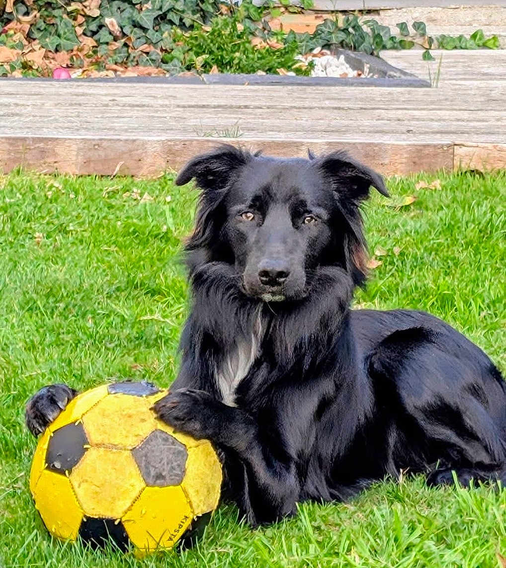 Arlo a rejoint le concours — aidez-le/la à gagner de superbes lots ! dog, black_dog, soccer_ball, grass, outdoor, pet, animal, playing, paw, toy, garden, summer, canine, leisure, resting, fur, alert, daylight, nature, sport