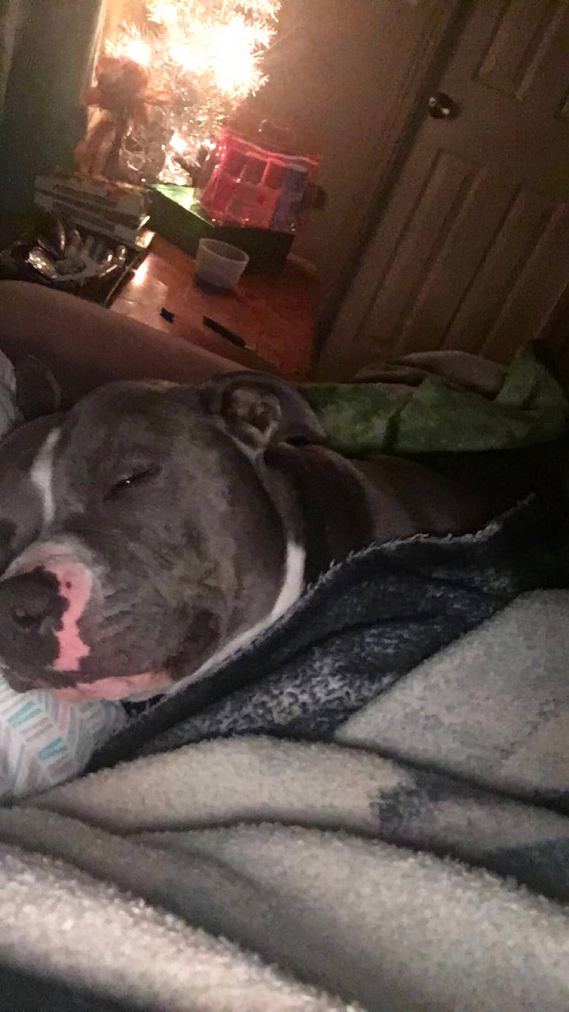 Blu is registered to the contest to win money with this photo: canidae, carnivore, comfort, companion_dog, dog, dog_breed, fawn, fur, grey, guard_dog, non_sporting_group, room, sporting_group, terrestrial_animal, whiskers, wood, working_animal, wrinkle