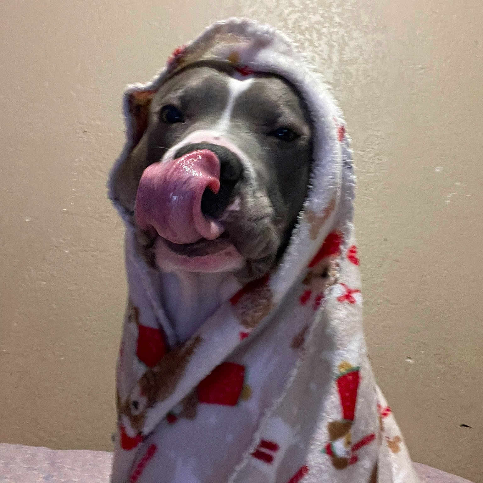 Blu is registered to the contest to win money with this photo: canidae, carmine, carnivore, collar, companion_dog, costume, dog, dog_breed, dog_supply, fawn, flesh, fur, great_dane, non_sporting_group, pattern, pet_supply, sleeve, snout, sporting_group, working_animal