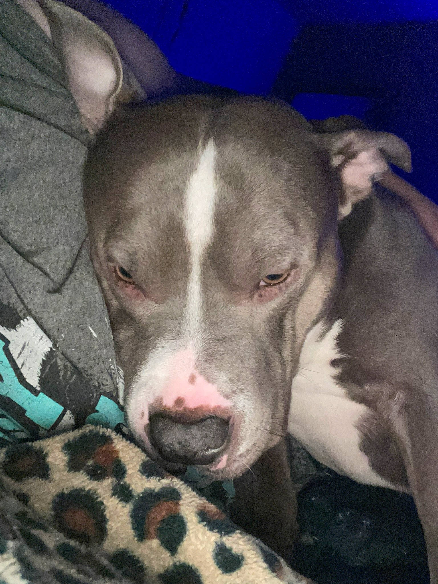 Blu is registered to the contest to win money with this photo: canidae, carnivore, comfort, companion_dog, corgi_chihuahua, dog, dog_breed, ear, fawn, mammal, no_expression, non_sporting_group, snout, sporting_group, terrestrial_animal, whiskers, working_animal