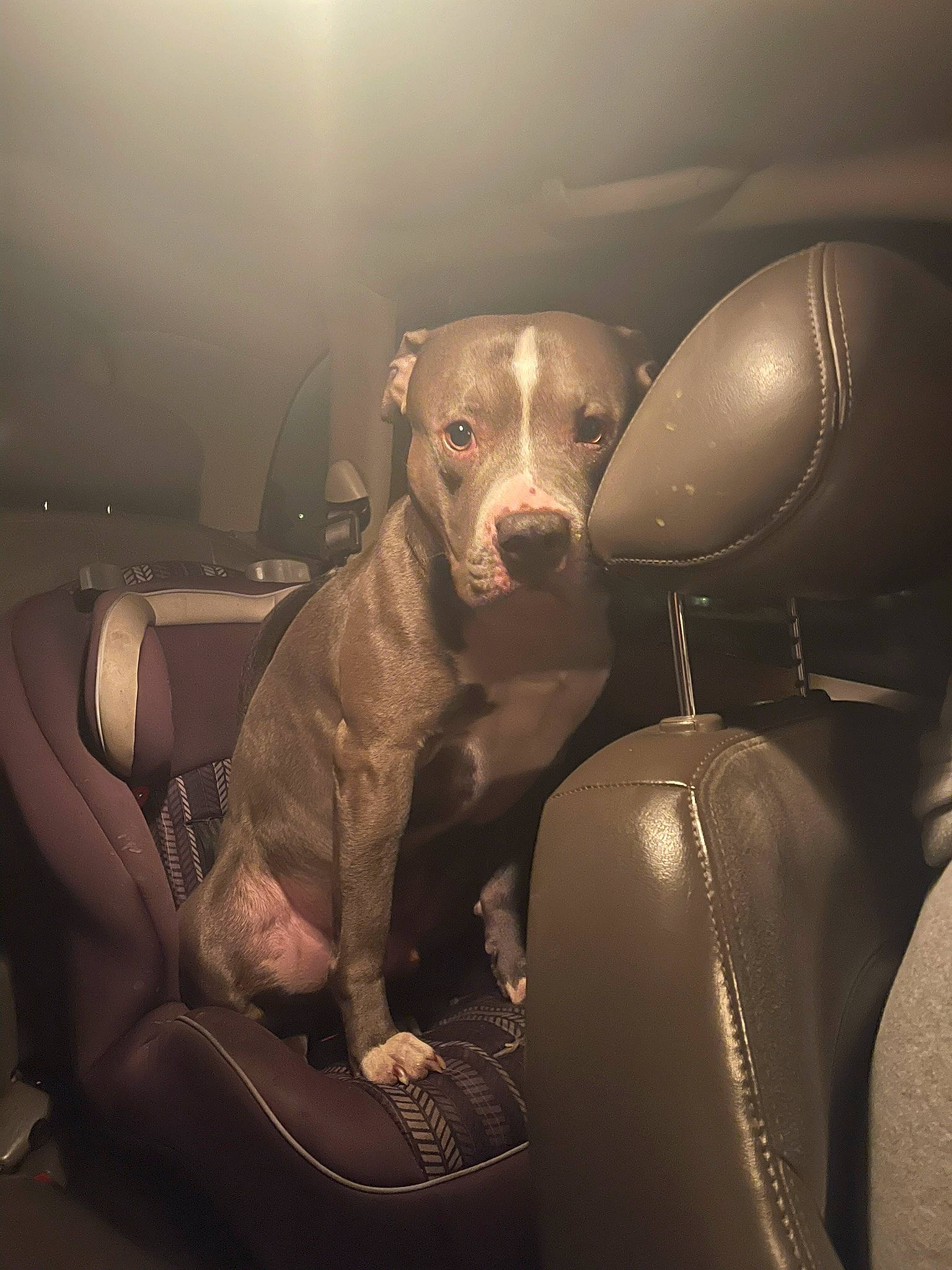 Blu joined the competition — help win amazing prizes! automotive_design, automotive_lighting, carnivore, comfort, companion_dog, couch, darkness, dog, dog_breed, eyewear, fawn, flash_photography, human_leg, mammal, metal, sitting, snout, vehicle_door, whiskers, working_animal