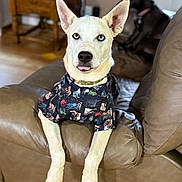 Yukon joined the competition — help win amazing prizes! animal, blue_eyes, brown_dog, canine, collar, companion, dinosaur_pattern, dog, furniture, household, indoor, leather_couch, living_room, pet, portrait, relaxed, shirt, tongue_out, white_dog, wooden_floor