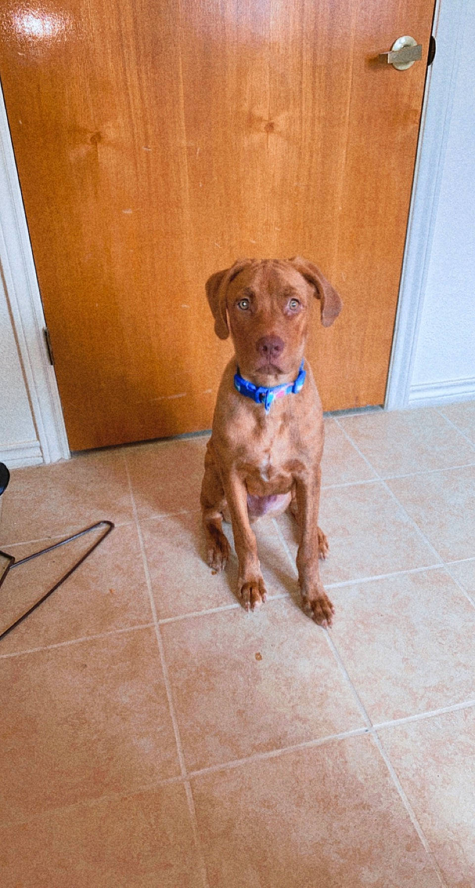 Bean Lerae is registered to the contest to win money with this photo: canidae, carnivore, collar, companion_dog, dog, dog_breed, dog_collar, dog_supply, door, fawn, floor, flooring, gun_dog, hardwood, liver, pet_supply, sporting_group, tail, wood, working_animal