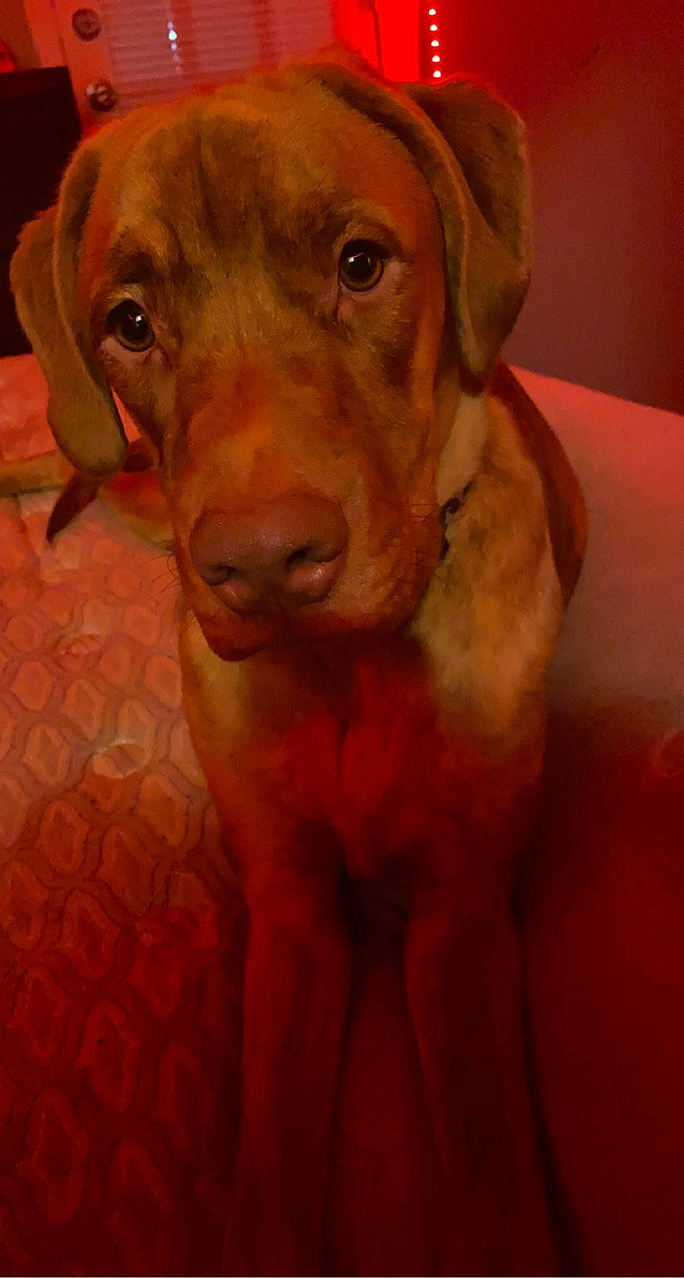 Bean Lerae is registered to the contest to win money with this photo: canidae, carnivore, collar, companion_dog, dog, dog_breed, dog_collar, fawn, flooring, fur, hat, liver, pointing_breed, puggle, retriever, snout, sporting_group, whiskers, wood, working_animal