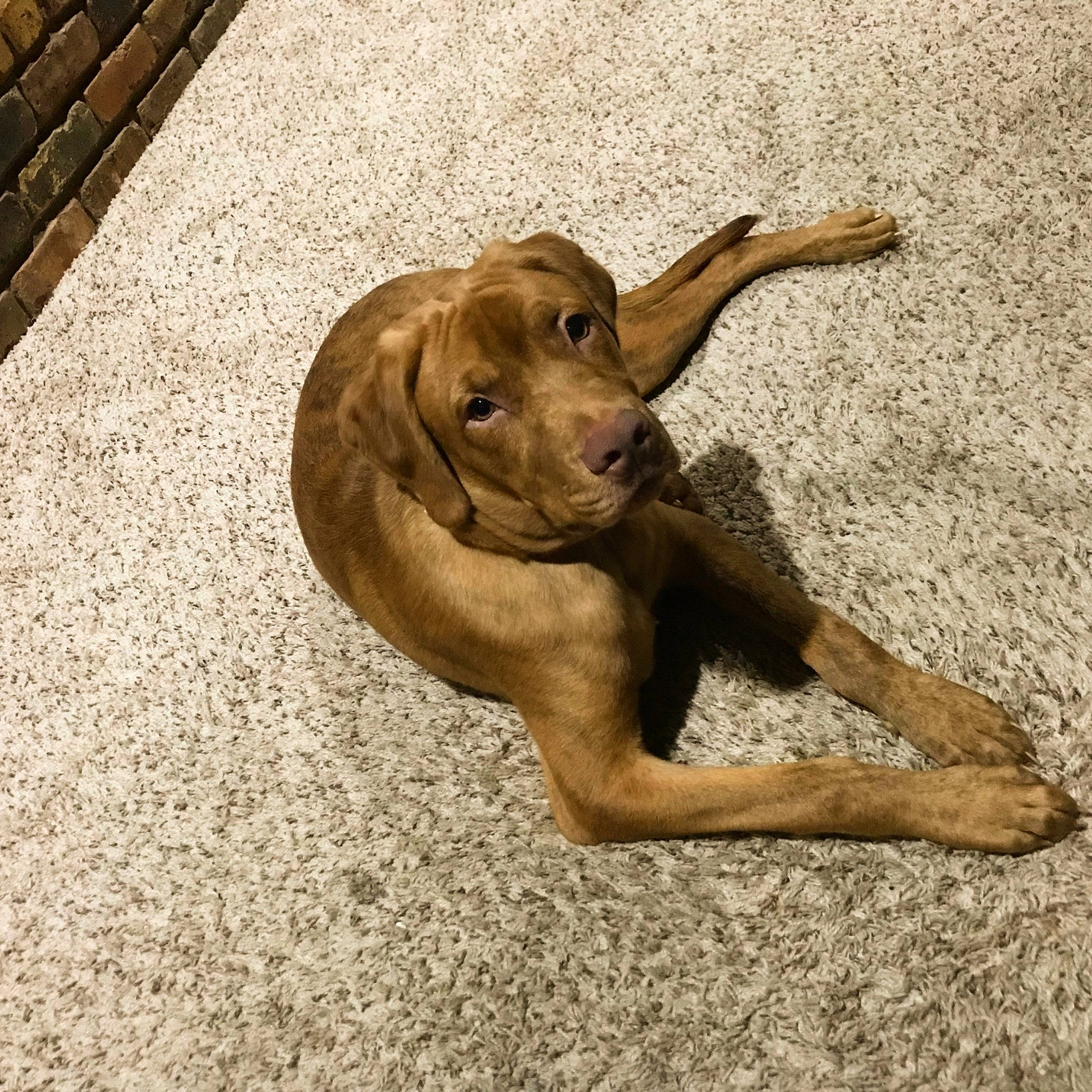 Bean Lerae is registered to the contest to win money with this photo: art, canidae, carnivore, companion_dog, dog, dog_breed, fawn, flooring, foot, hardwood, liver, metal, sculpture, snout, soil, sporting_group, terrestrial_animal, trunk, wood, working_animal