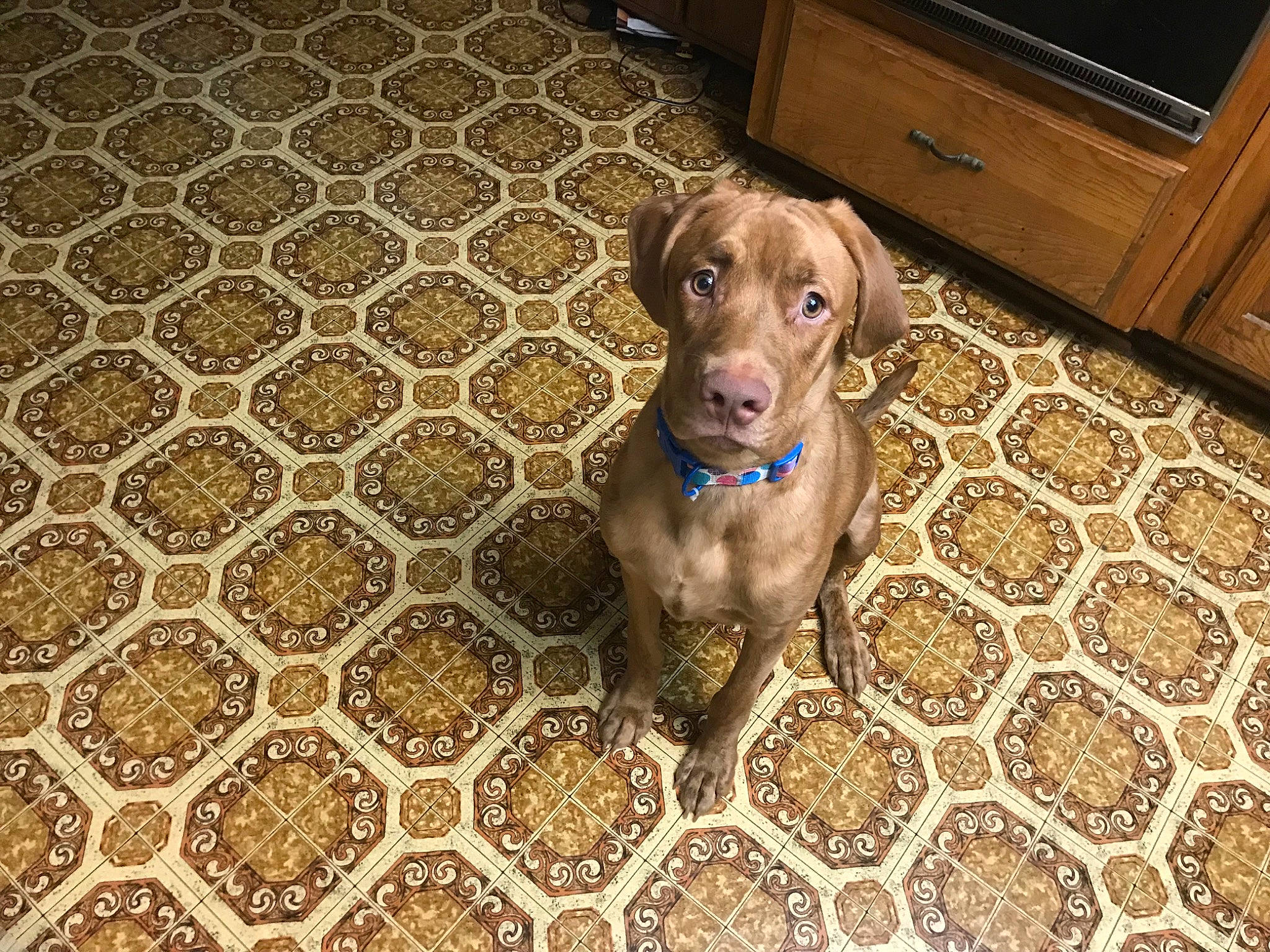 Bean Lerae is registered to the contest to win money with this photo: brown, cabinetry, carnivore, chest_of_drawers, companion_dog, dog, dog_breed, dog_supply, fawn, floor, flooring, gun_dog, hardwood, liver, pet_supply, television, whiskers, wood, wood_stain, working_animal