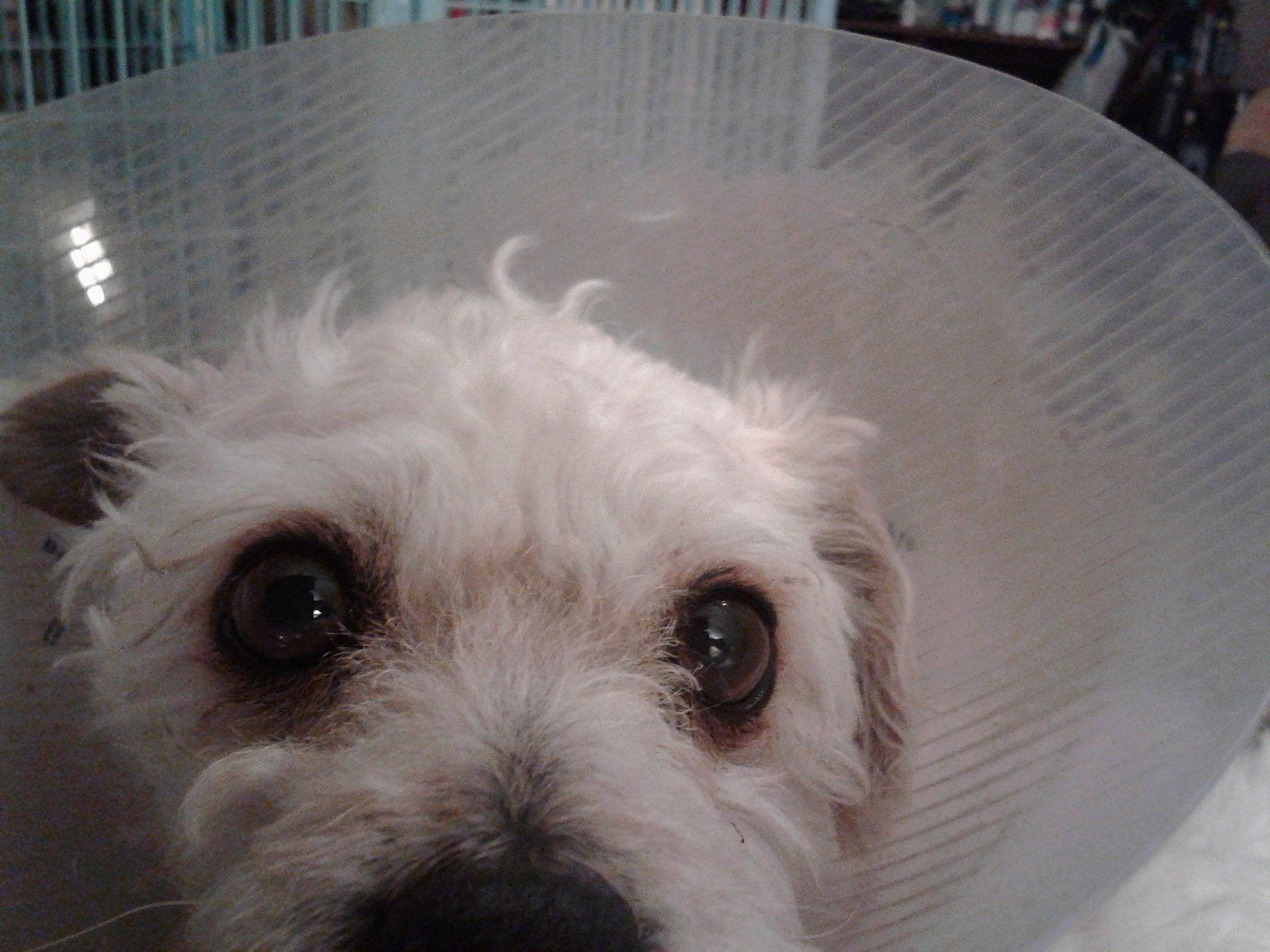 Lacy is registered to the contest to win money with this photo: canidae, carnivore, companion_dog, dog, dog_breed, ear, glen_of_imaal_terrier, maltese, mammal, miniature_schnauzer, puppy, rare_breed_dog, schnoodle, sealyham_terrier, small_terrier, snout, sporting_lucas_terrier, terrier, toy_dog, west_highland_white_terrier