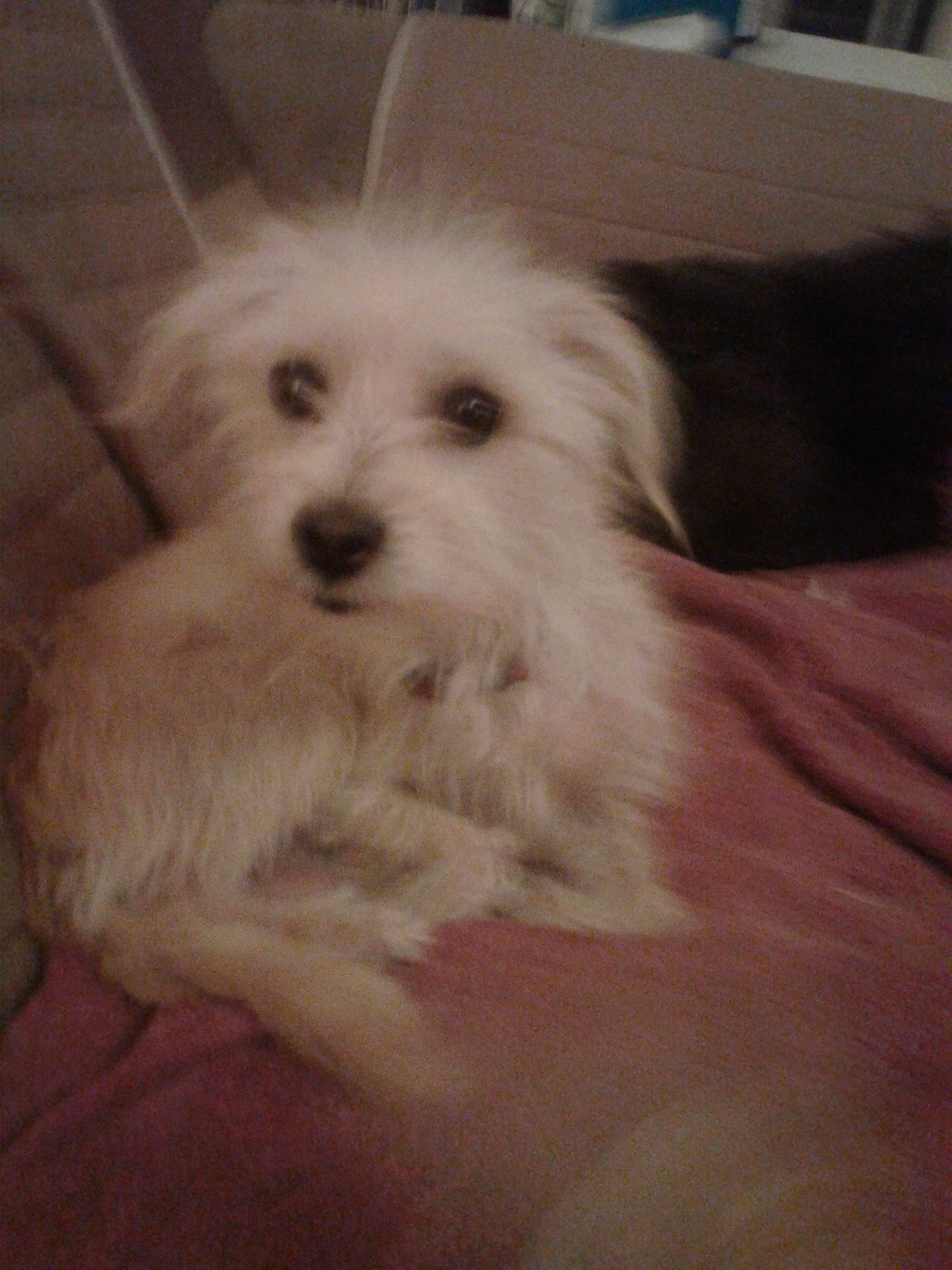 Lacy joined the competition — help win amazing prizes! bichon, bolognese, bolonka, canidae, carnivore, cockapoo, companion_dog, coton_de_tulear, dog, dog_breed, havanese, kyi_leo, maltepoo, maltese, mammal, morkie, puppy, schnoodle, vertebrate, west_highland_white_terrier