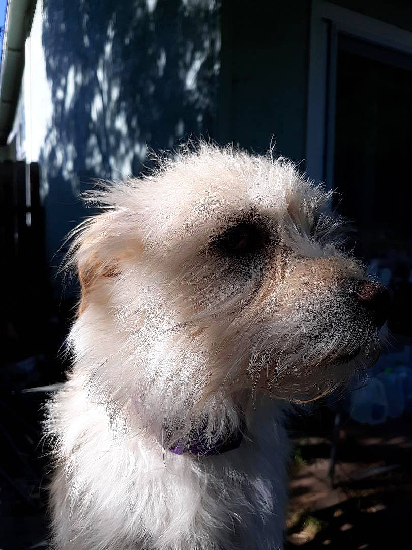 Lacy is registered to the contest to win money with this photo: canidae, carnivore, companion_dog, dog, dog_breed, dutch_smoushond, glen_of_imaal_terrier, irish_soft_coated_wheaten_terrier, maltese, mammal, puppy, rare_breed_dog, schnoodle, sky, small_terrier, snout, sporting_lucas_terrier, terrier, vertebrate, west_highland_white_terrier