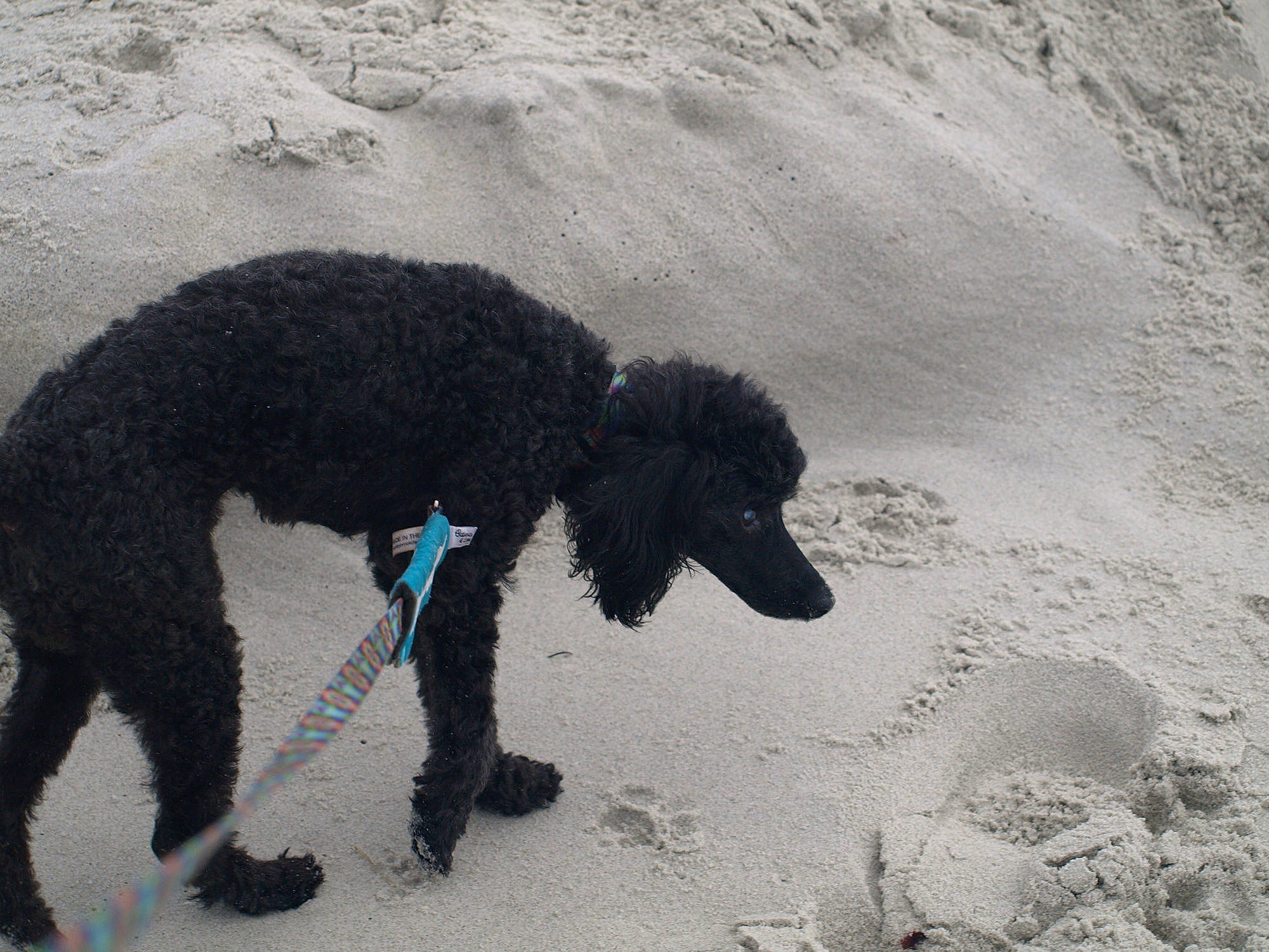 Jeri is registered to the contest to win money with this photo: barbet, canidae, carnivore, dog, dog_breed, dog_walking, irish_water_spaniel, mammal, miniature_poodle, non_sporting_group, poodle, portuguese_water_dog, spanish_water_dog, sporting_group, standard_poodle, toy_dog, toy_poodle, vertebrate, water_dog