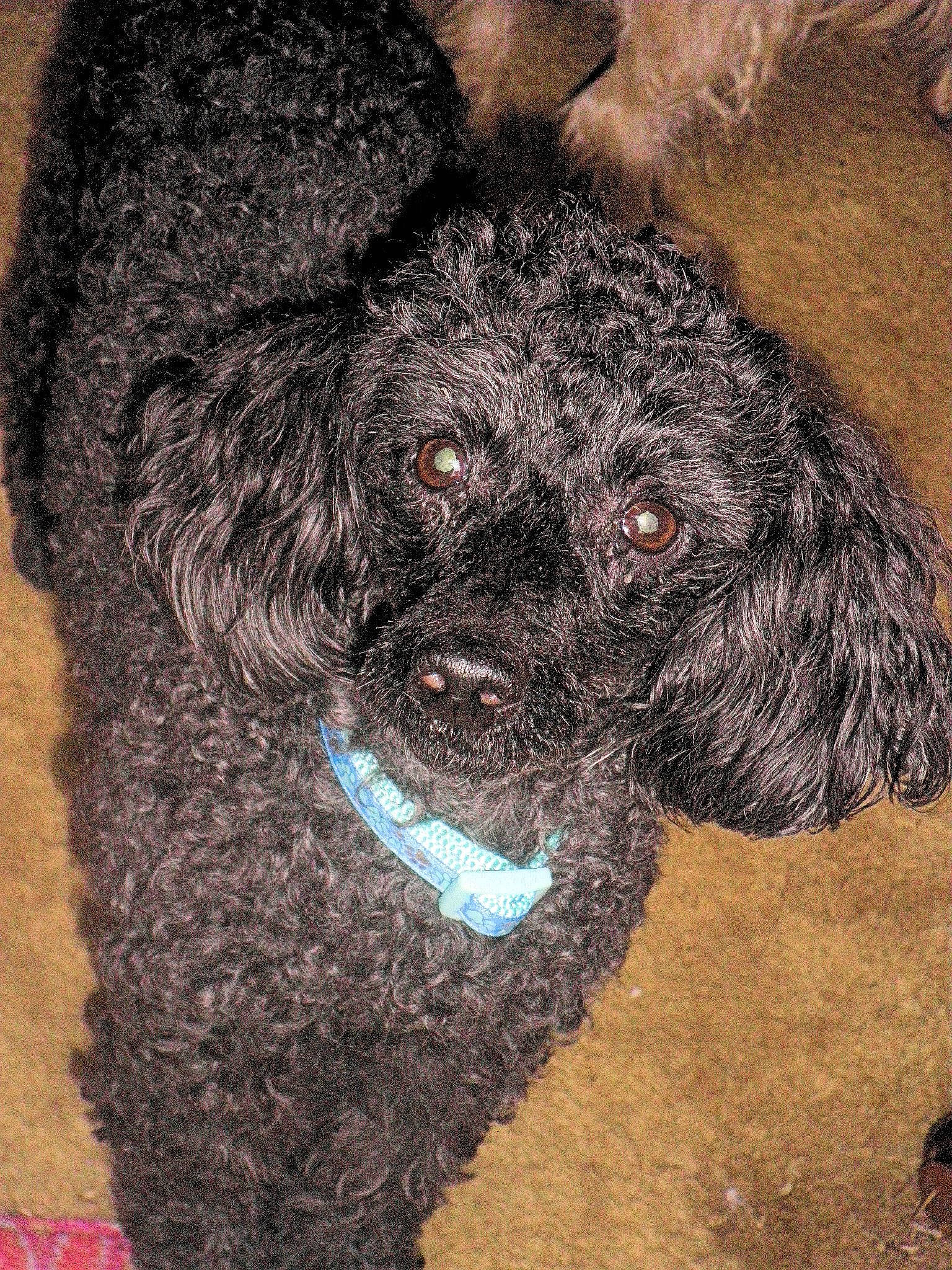 Jeri is registered to the contest to win money with this photo: american_water_spaniel, barbet, canidae, carnivore, dog, dog_breed, fur, labradoodle, lagotto_romagnolo, mammal, miniature_poodle, non_sporting_group, poodle, portuguese_water_dog, schnoodle, spanish_water_dog, sporting_group, terrier, toy_poodle, water_dog