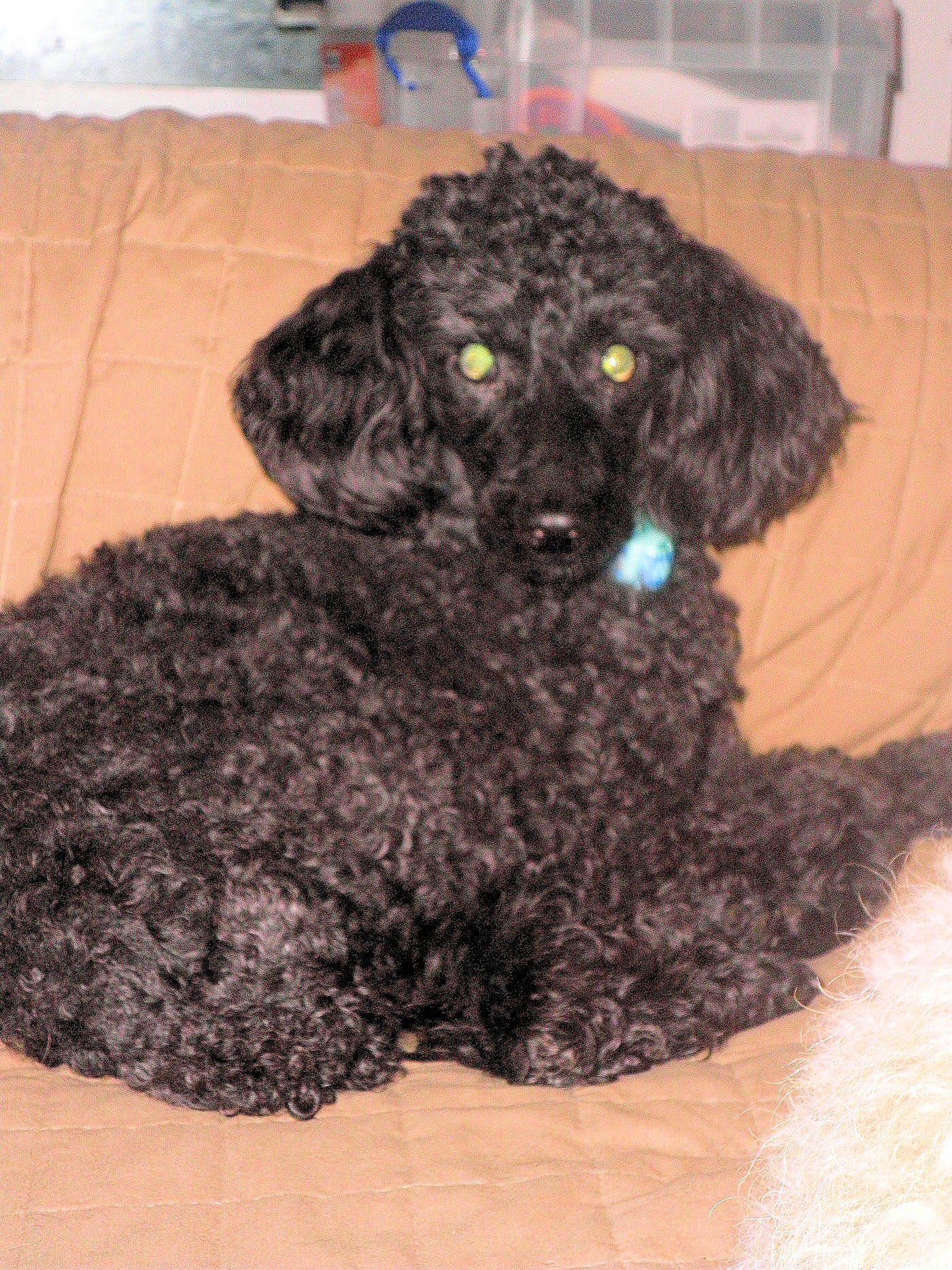 Jeri is registered to the contest to win money with this photo: american_water_spaniel, canidae, carnivore, cavapoo, companion_dog, dog, dog_breed, irish_water_spaniel, mammal, miniature_poodle, non_sporting_group, poodle, poodle_crossbreed, rare_breed_dog, spanish_water_dog, sporting_group, standard_poodle, toy_poodle, vertebrate, water_dog