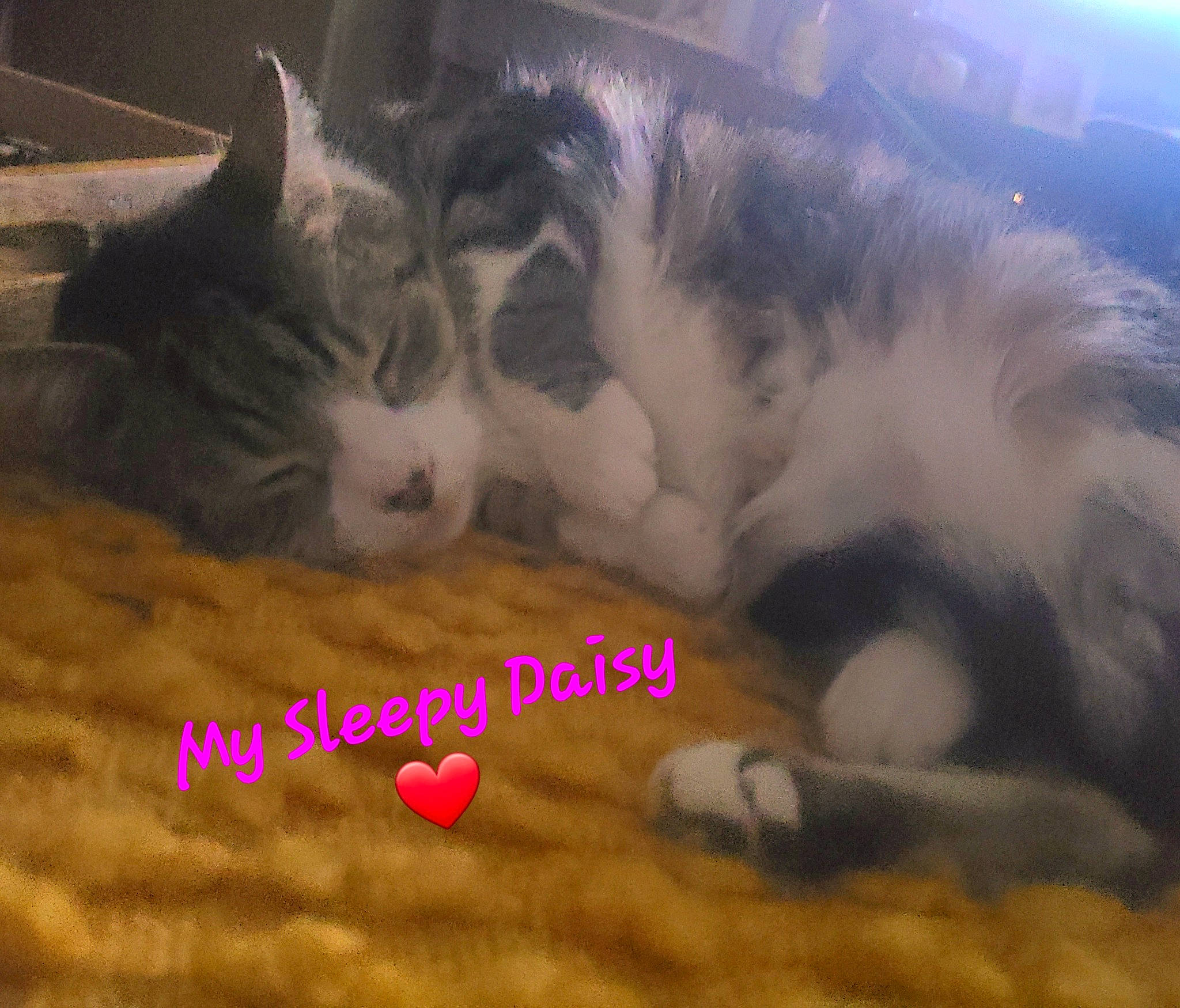 Daisy joined the competition — help win amazing prizes! carnivore, cat, claw, comfort, domestic_short_haired_cat, facial_expression, felidae, flooring, font, fur, mammal, nap, nose, paw, photo_caption, small_to_medium_sized_cats, snout, tail, vertebrate, whiskers