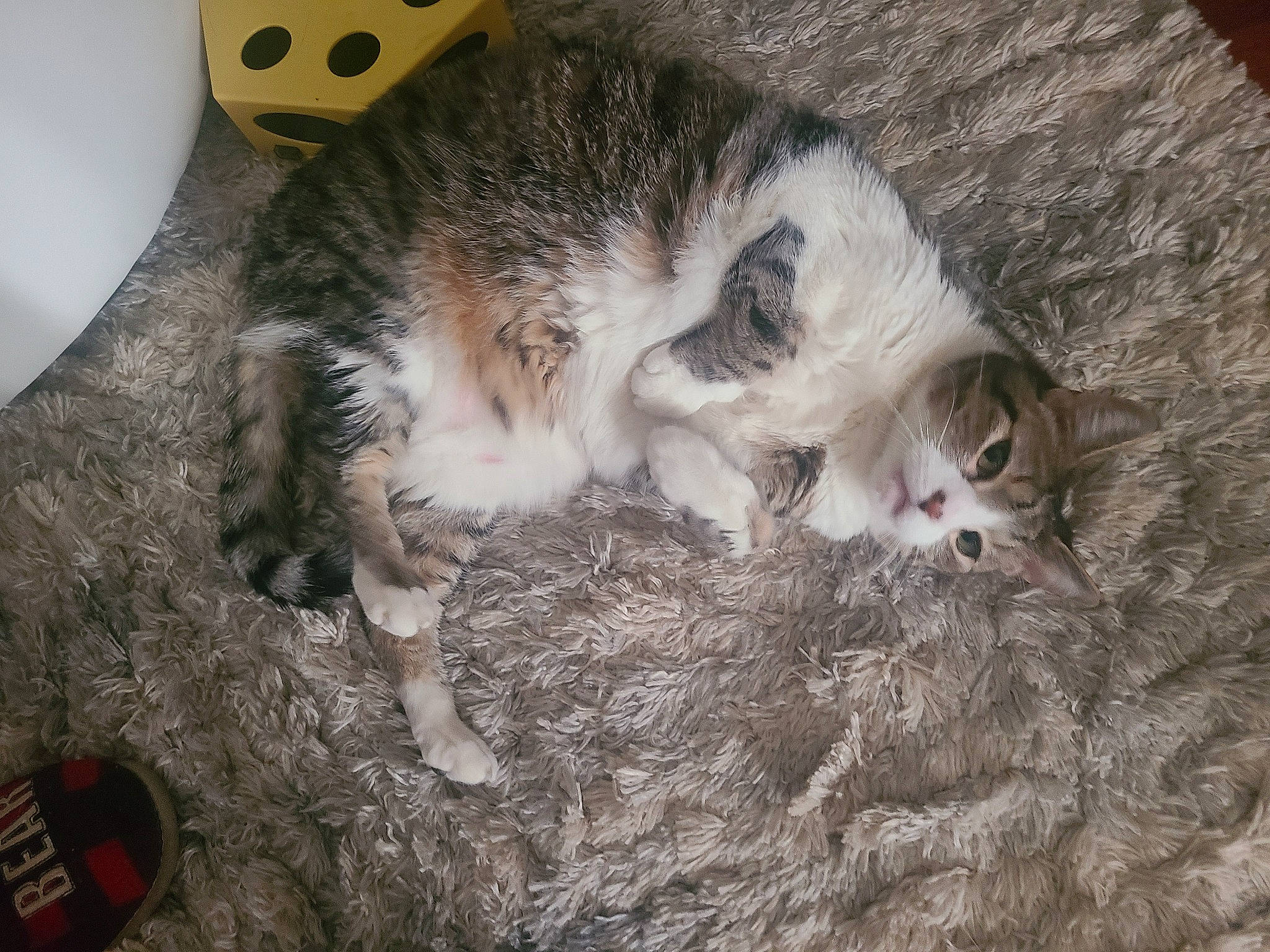 Daisy is registered to the contest to win money with this photo: carnivore, cat, claw, dog_breed, domestic_short_haired_cat, felidae, fur, hardwood, paw, small_to_medium_sized_cats, snout, tail, vertebrate, whiskers, wood