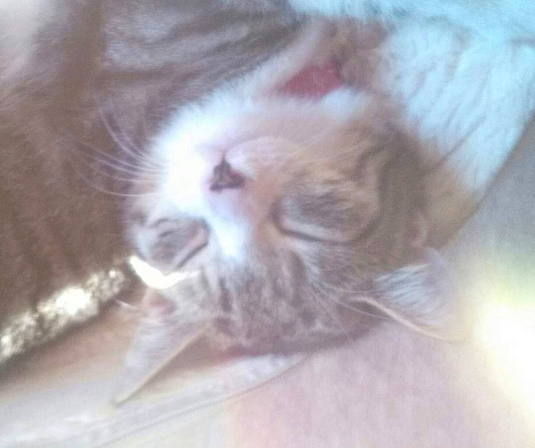 Daisy joined the competition — help win amazing prizes! carnivore, cat, claw, cloud, comfort, domestic_short_haired_cat, fawn, felidae, flooring, fur, hardwood, nap, paw, sky, sleep, small_to_medium_sized_cats, tail, terrestrial_animal, whiskers, wood