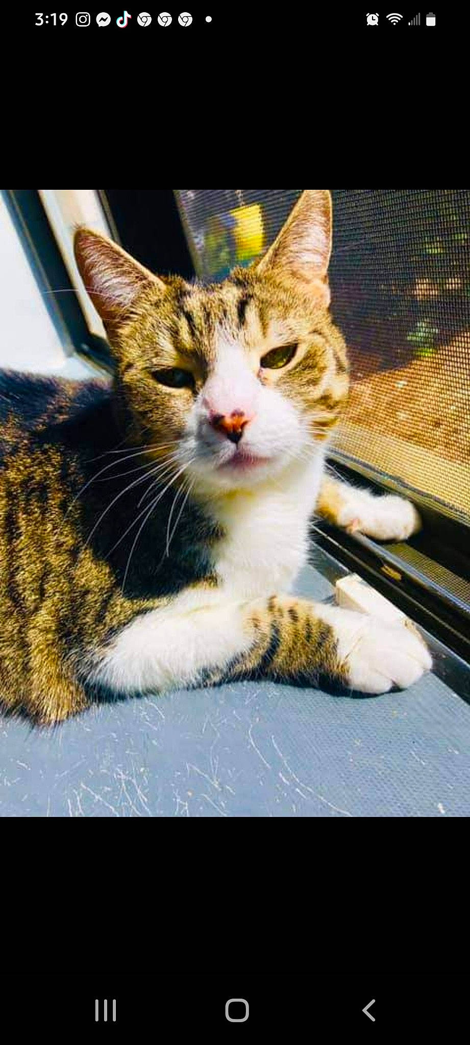 Daisy joined the competition — help win amazing prizes! carnivore, cat, claw, domestic_short_haired_cat, felidae, fur, grass, paw, photo_caption, sitting, small_to_medium_sized_cats, snout, tail, tree, whiskers, window, windshield