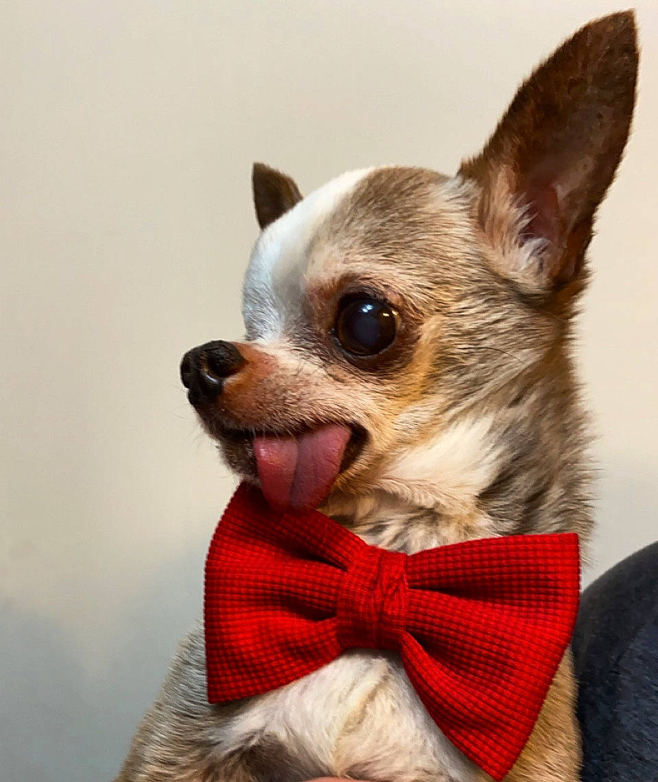 Jose joined the competition — help win amazing prizes! canidae, carnivore, chihuahua, collar, companion_dog, dog, dog_breed, dog_clothes, dog_collar, dog_supply, ear, fawn, fur, snout, sporting_group, sunglasses, terrestrial_animal, toy_dog, whiskers, working_animal