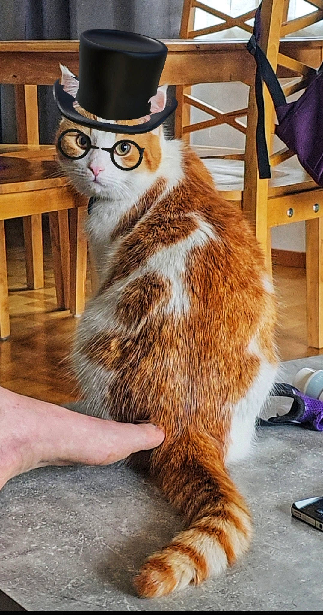 Lloyd participe au concours pour gagner de l'argent avec cette photo : carnivore, chair, costume, costume_hat, fashion_accessory, fawn, fedora, felidae, flooring, fur, hardwood, hat, procyonidae, small_to_medium_sized_cats, snout, sun_hat, tail, terrestrial_animal, whiskers, wood