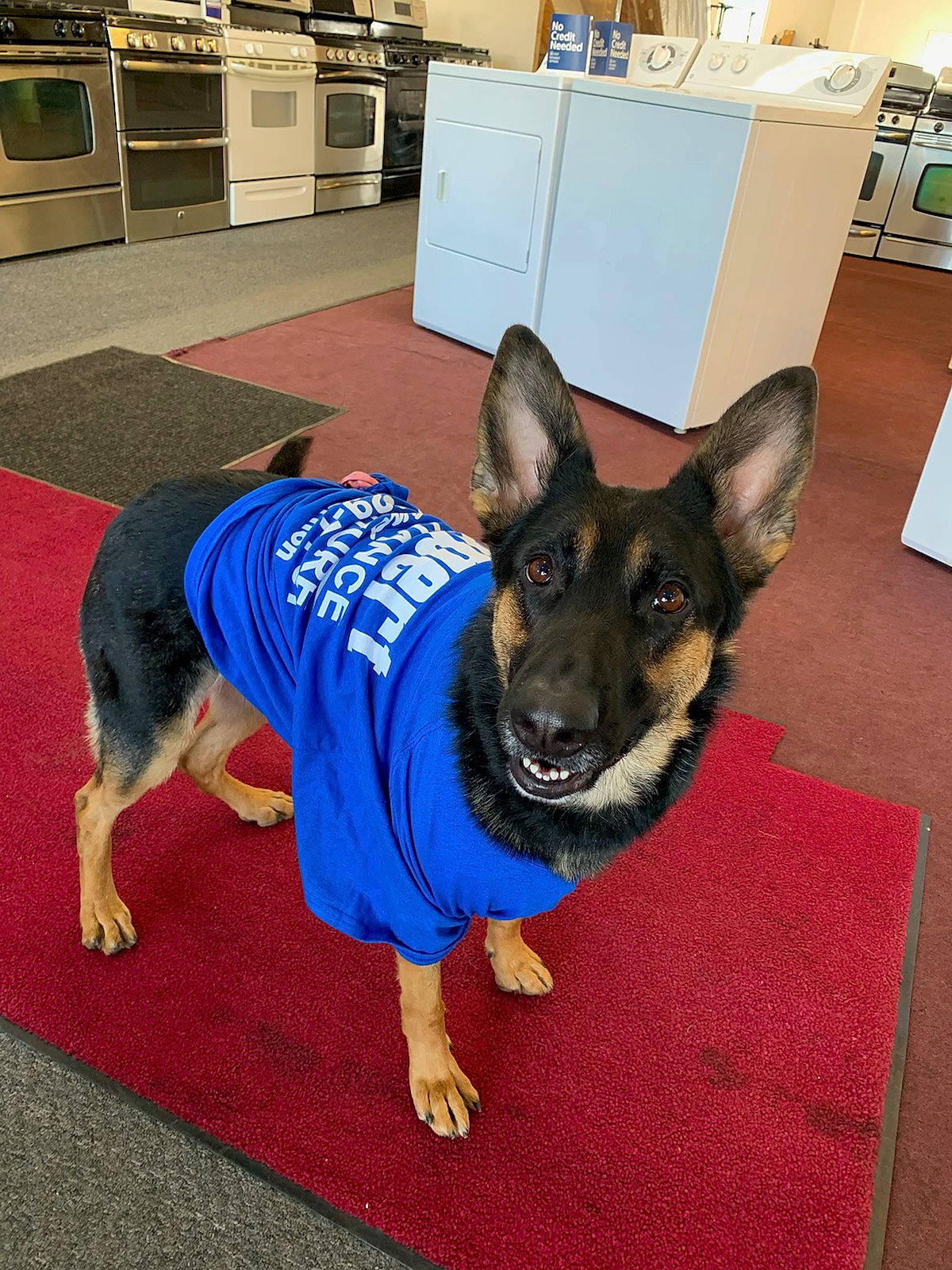 Mavis joined the competition — help win amazing prizes! cabinetry, canidae, carnivore, collar, companion_dog, cupboard, dog, dog_breed, dog_supply, drawer, fawn, floor, flooring, kitchen_appliance, pet_supply, refrigerator, snout, sporting_group, toy_dog, working_animal