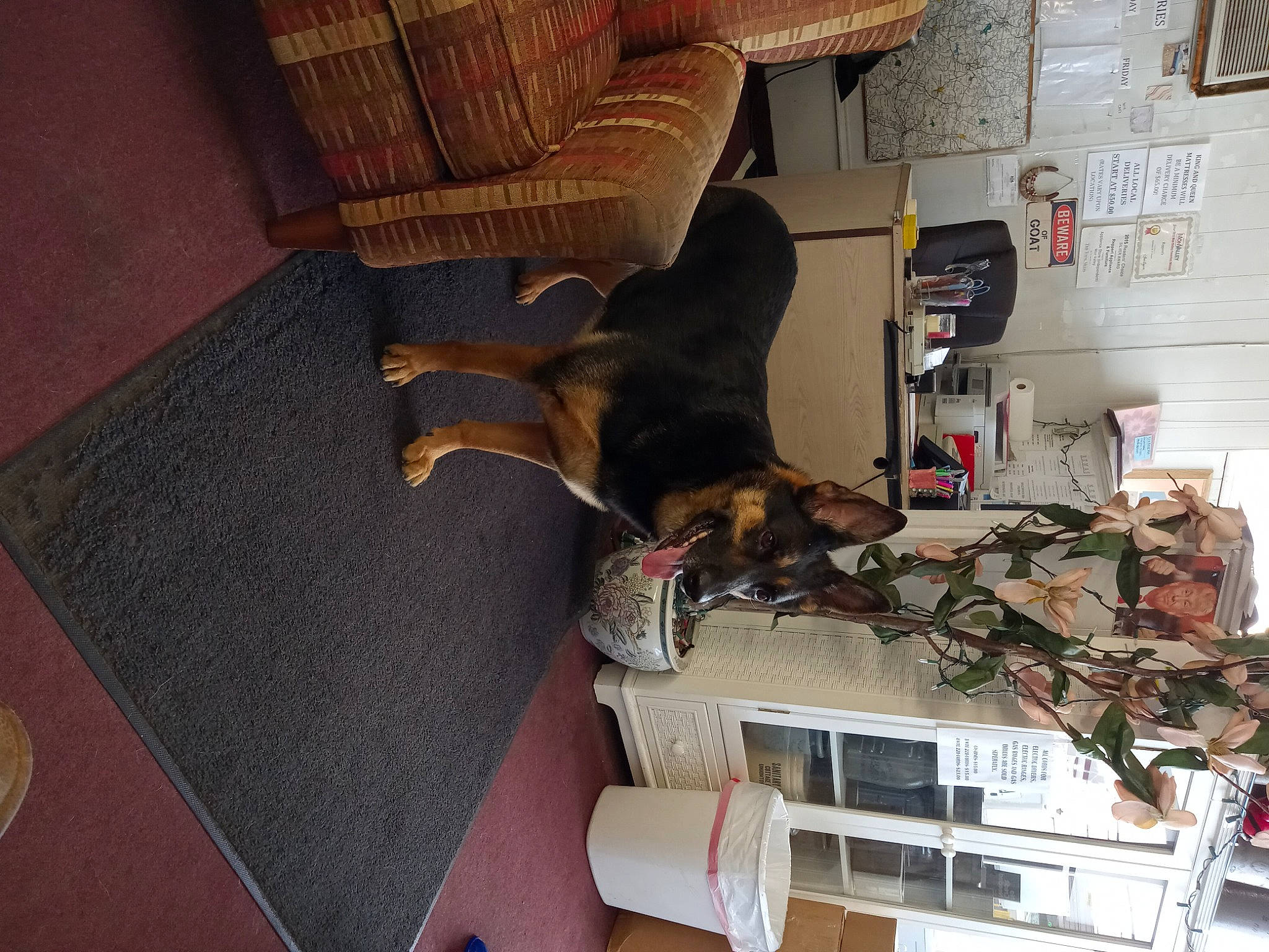 Mavis joined the competition — help win amazing prizes! brown, canidae, carnivore, chair, comfort, companion_dog, couch, dobermann, dog, dog_breed, fawn, floor, flooring, hardwood, room, sporting_group, studio_couch, tail, wood, working_animal