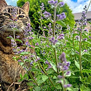 Blitz is registered to the contest to win money with this photo: animal, bush, cat, close_up, clouds, curious, daylight, feline, flora, flowers, garden, greenery, nature, outdoor, pet, plants, purple_flowers, sky, tabby, whiskers