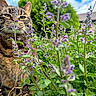 animal, bush, cat, close_up, clouds, curious, daylight, feline, flora, flowers, garden, greenery, nature, outdoor, pet, plants, purple_flowers, sky, tabby, whiskers