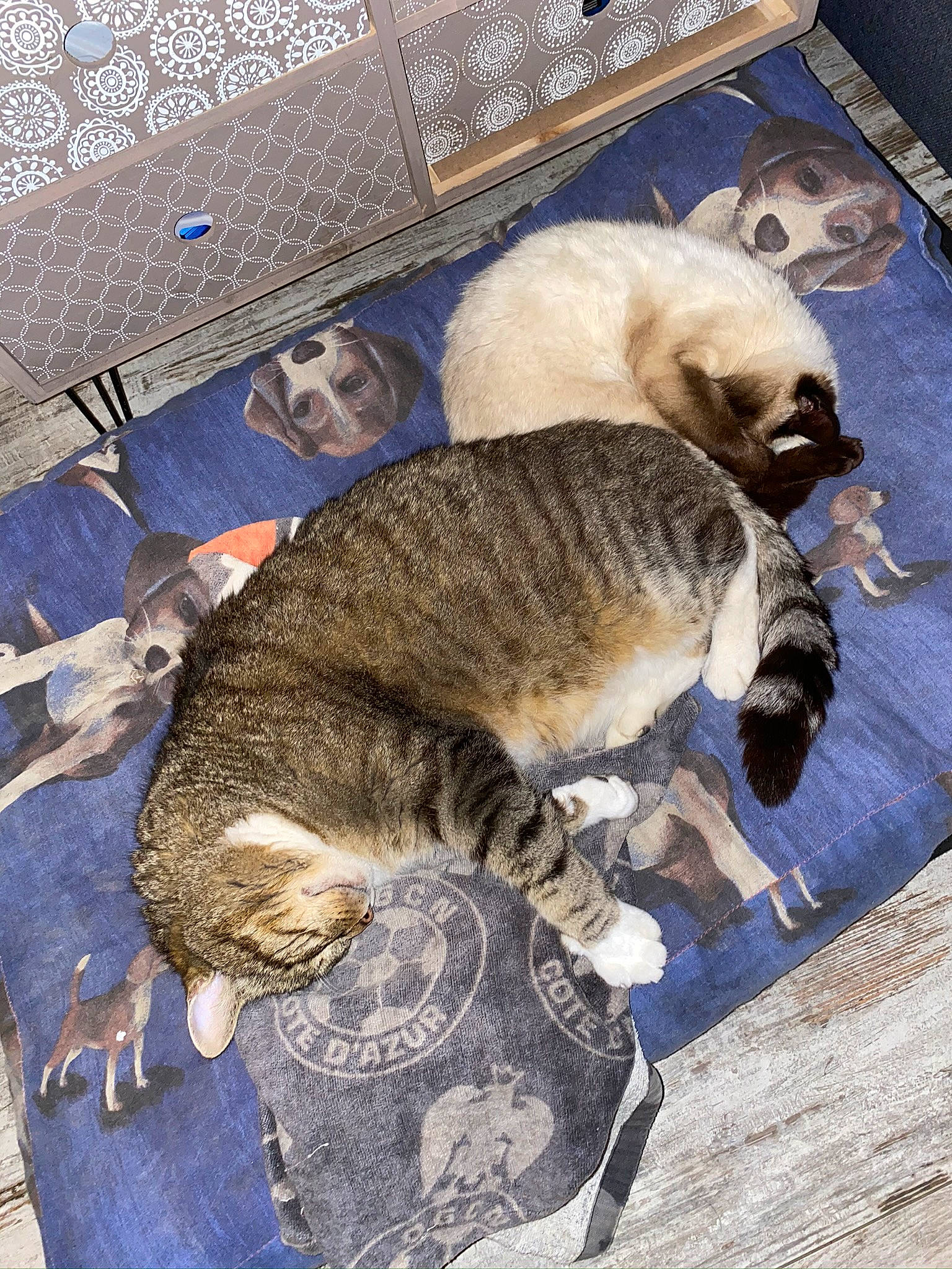 Stitch a rejoint le concours — aidez-le/la à gagner de superbes lots ! canidae, carnivore, cat, european_shorthair, felidae, fur, kitten, small_to_medium_sized_cats, snout, tabby_cat, whiskers