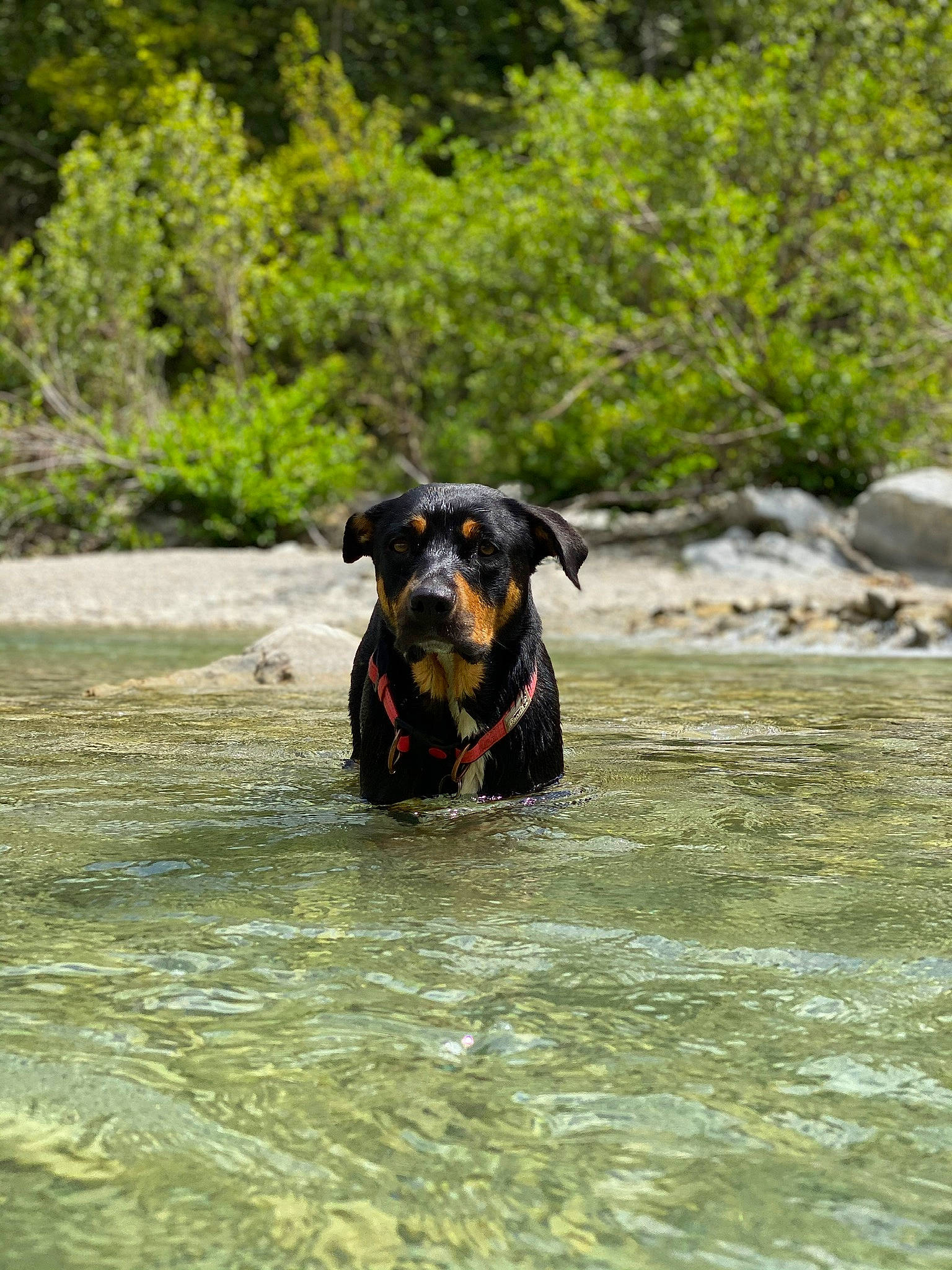 Hanoï a rejoint le concours — aidez-le/la à gagner de superbes lots ! beauceron, canidae, carnivore, dog, dog_breed, fawn, german_pinscher, guard_dog, huntaway, hunting_dog, jagdterrier, pinscher, river, rottweiler, sporting_group, water, water_resources, watercourse, working_dog