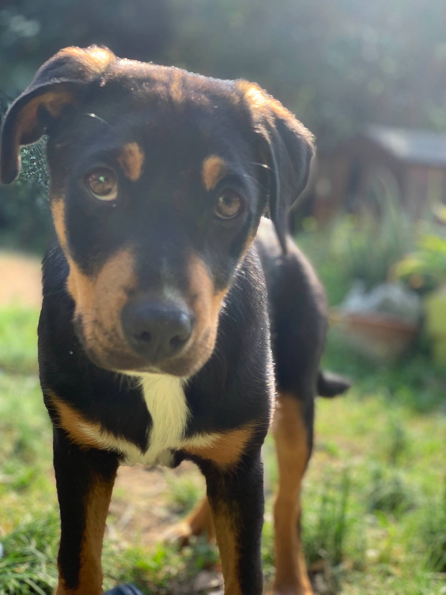 Hanoï participe au concours pour gagner de l'argent avec cette photo : austrian_black_and_tan_hound, black_and_tan_terrier, canidae, carlin_pinscher, carnivore, dog, dog_breed, fawn, german_pinscher, hellenikos_ichnilatis, huntaway, hunting_dog, jagdterrier, mammal, pinscher, rare_breed_dog, smaland_hound, snout, transylvanian_hound, vertebrate